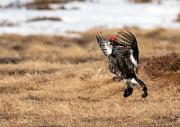 Birkhahnbalz - Black Grouse Courtship